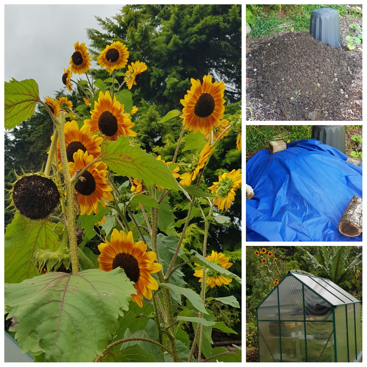Wheelbarrows of Manure and Sunflowers 