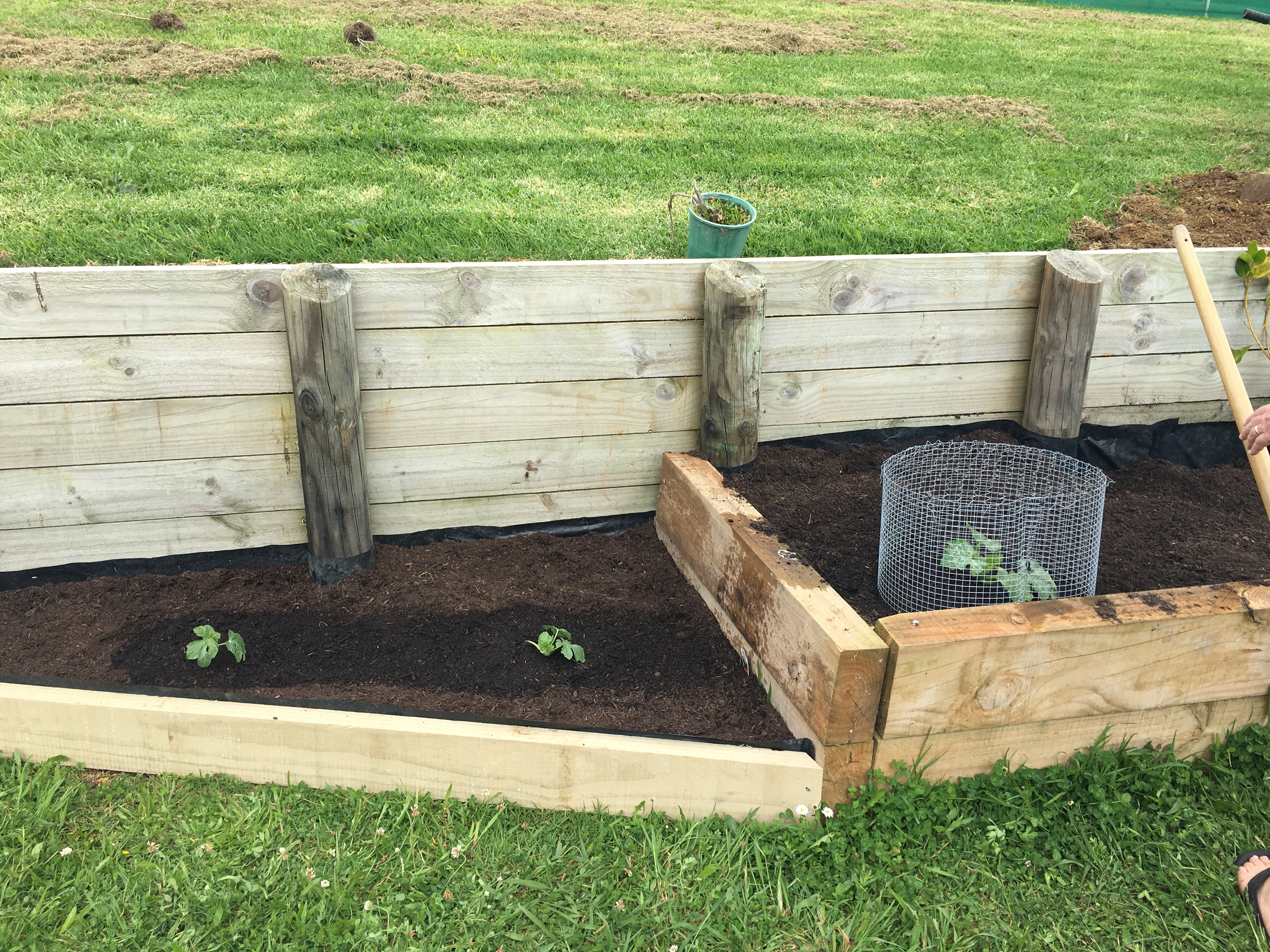 Labour weekend planting