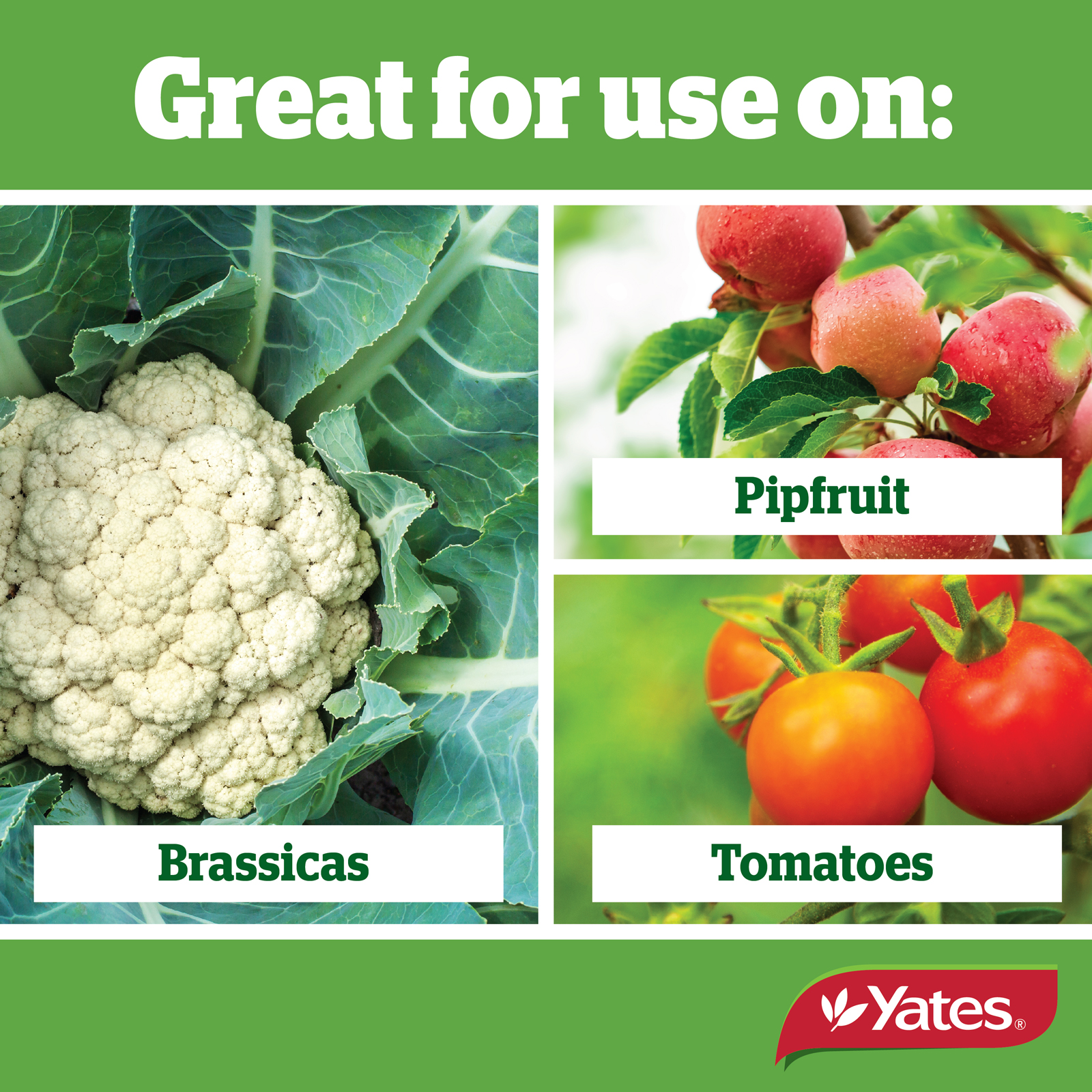 Yates Web Info SUCCESS ULTRA V2 03