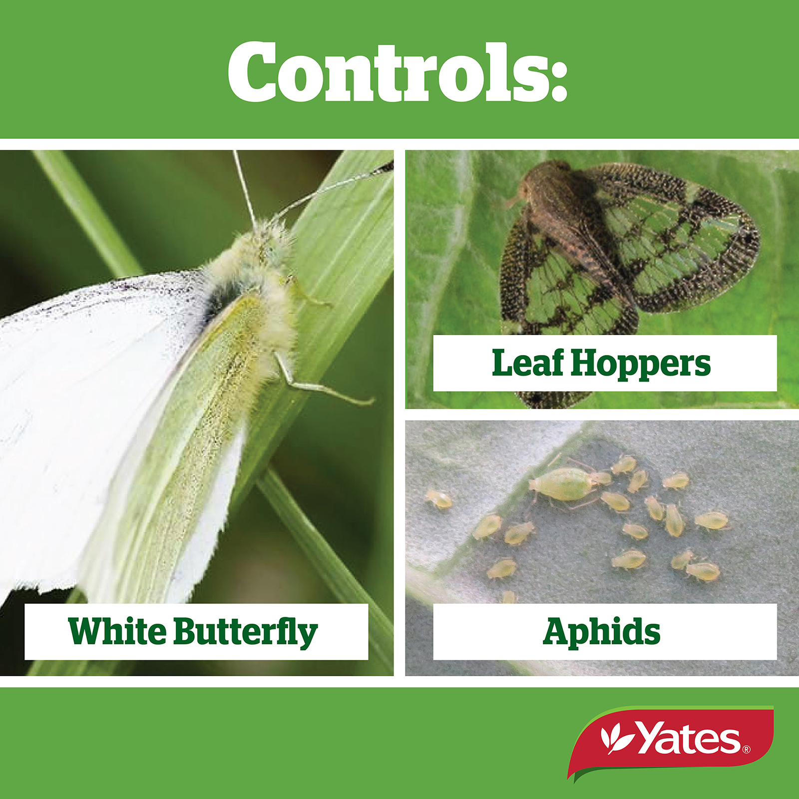 Yates Web Info DERRIS DUST 04