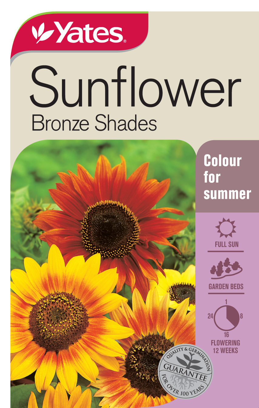 Sunflower 'Bronze Shades'