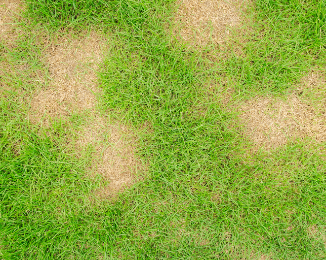 Lawn - Brown Patch