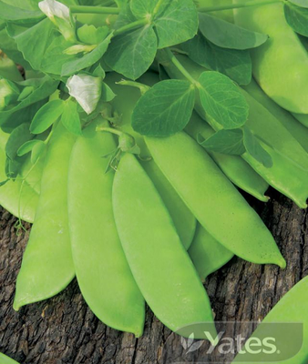 Climbing Snow Peas Product
