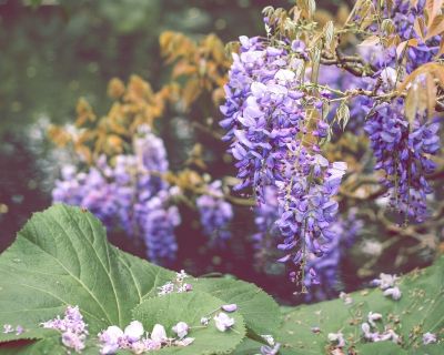 Flowers & Ornamentals