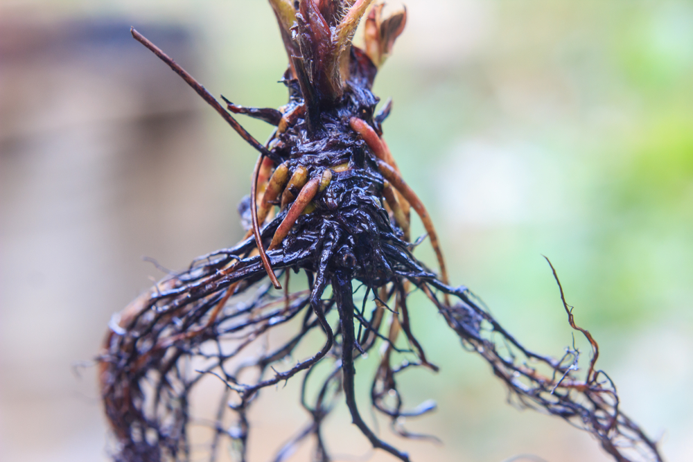 common-problem-root-rot