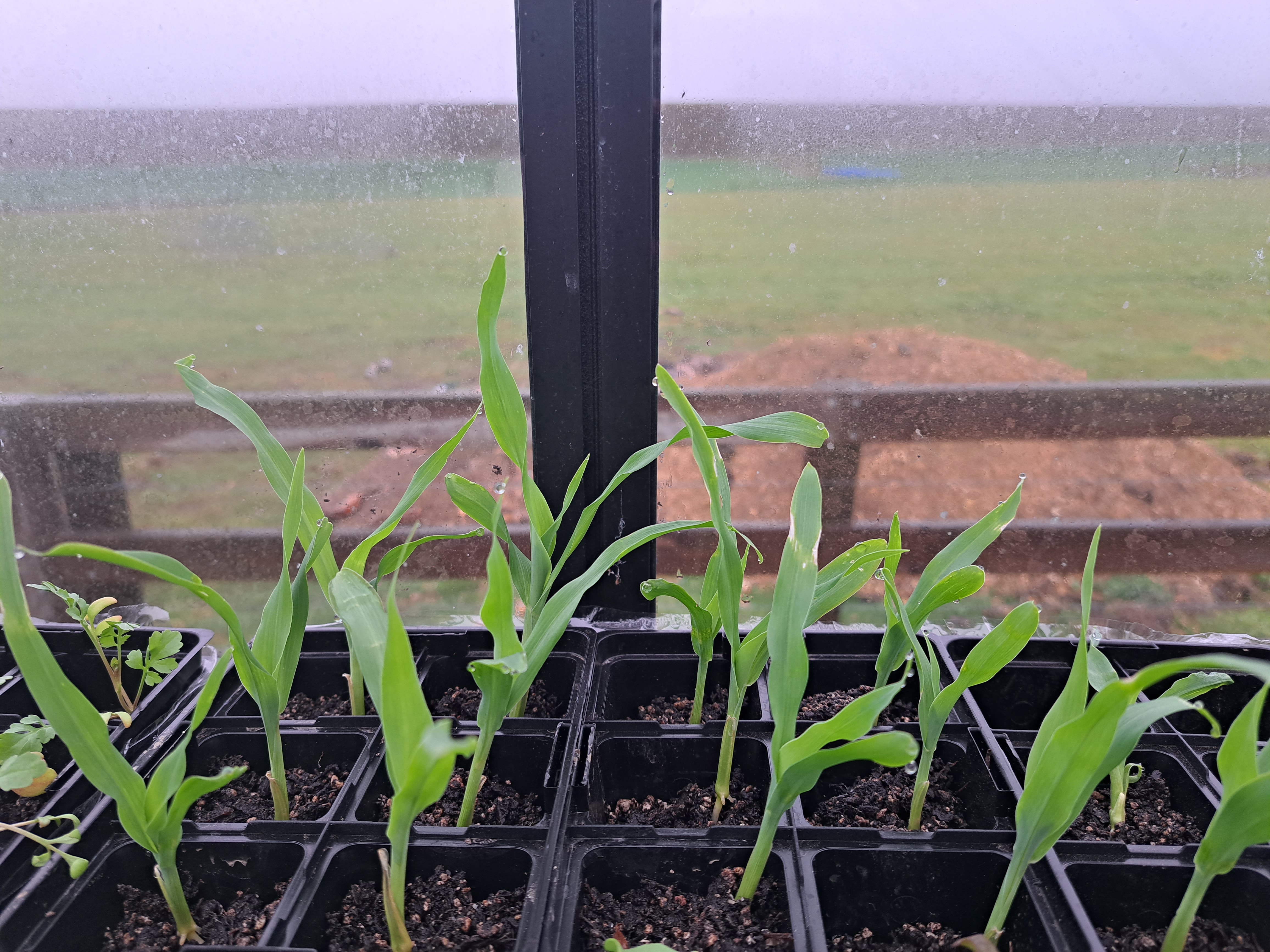 Growing Sweetcorn