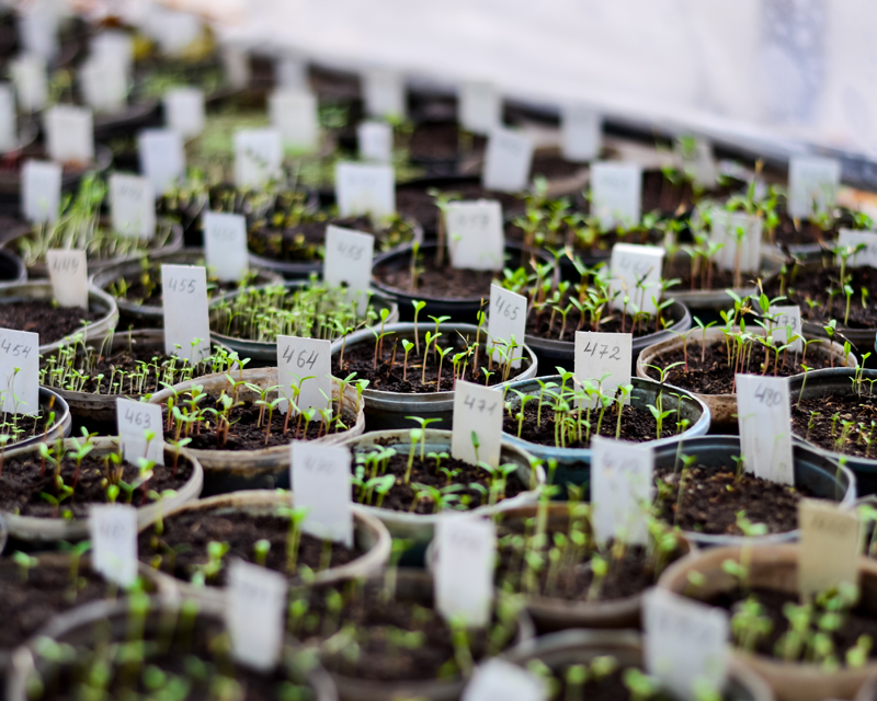 Hybrids: a Balanced View