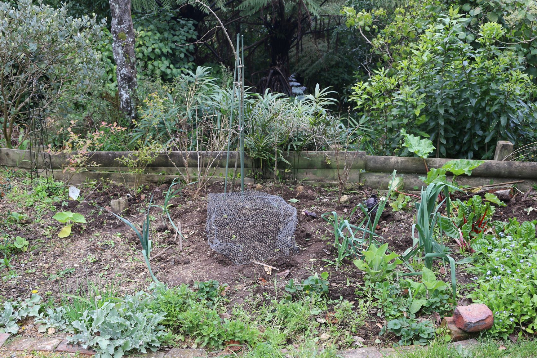 It's not looking to flash yet! And a hot chilli question