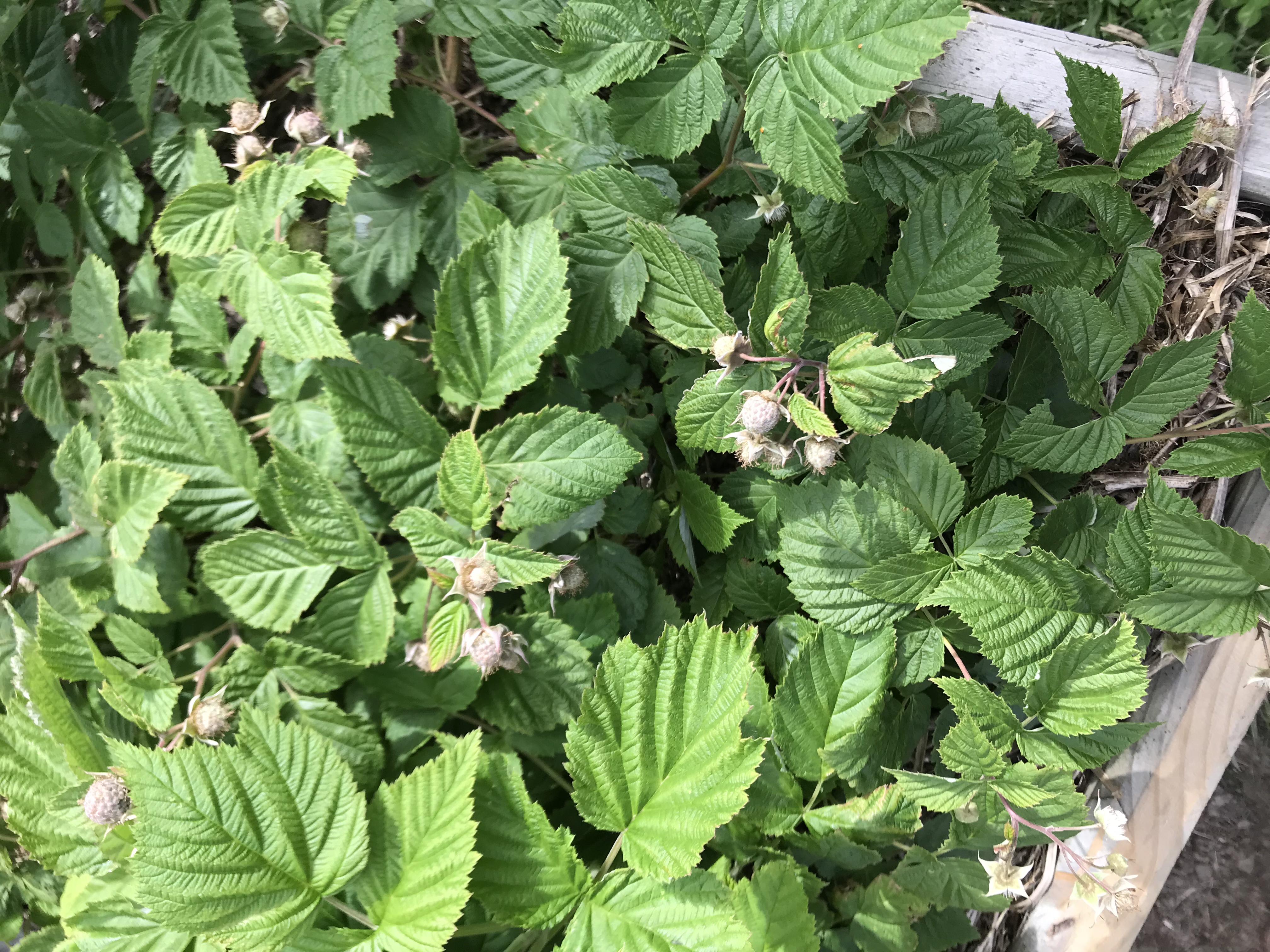 Raspberries for my grandson 