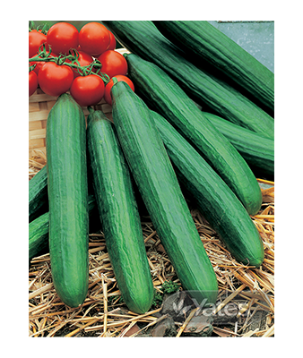 Cucumber Continental Product