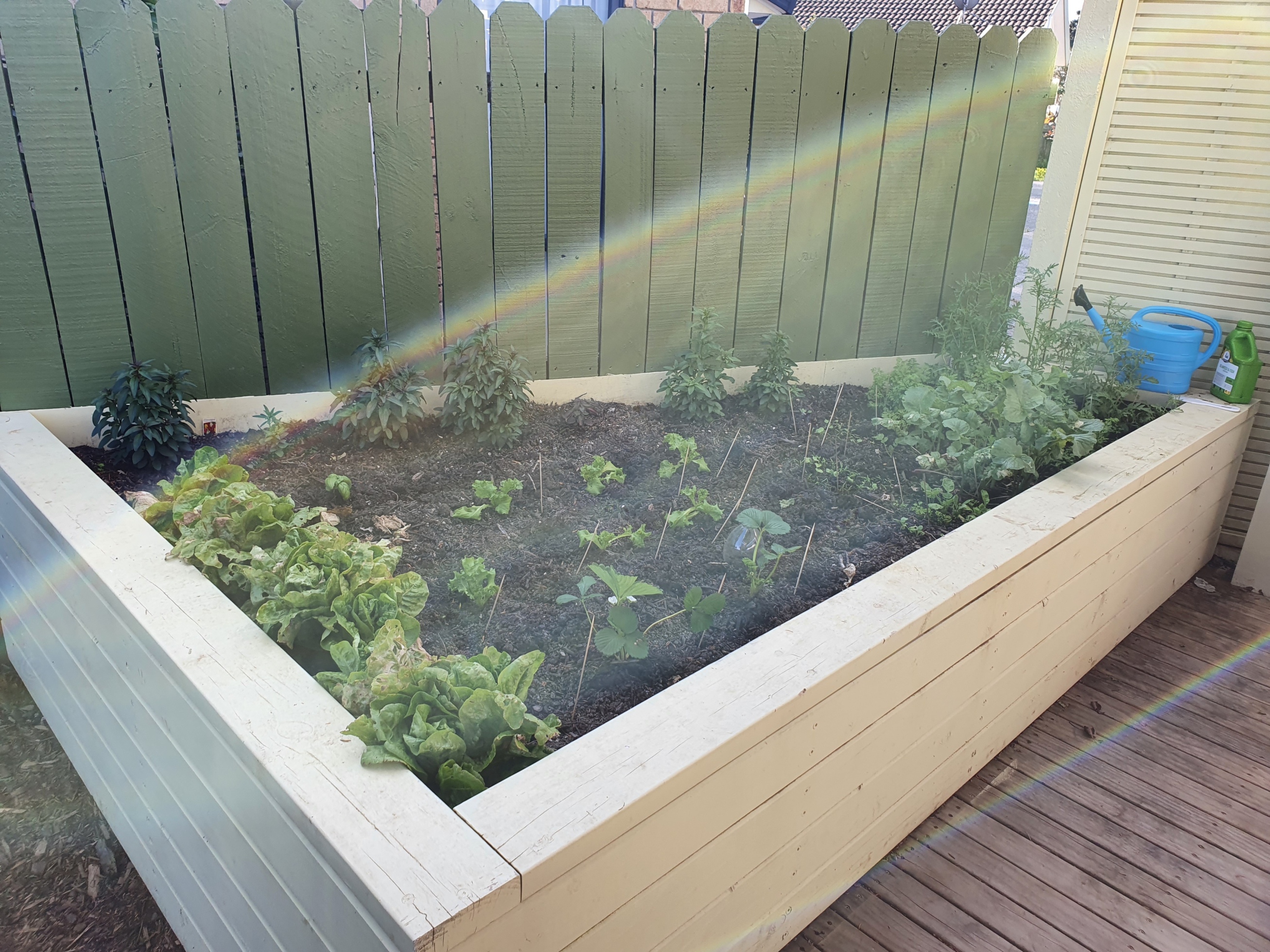 Introducing my new Vege Planter