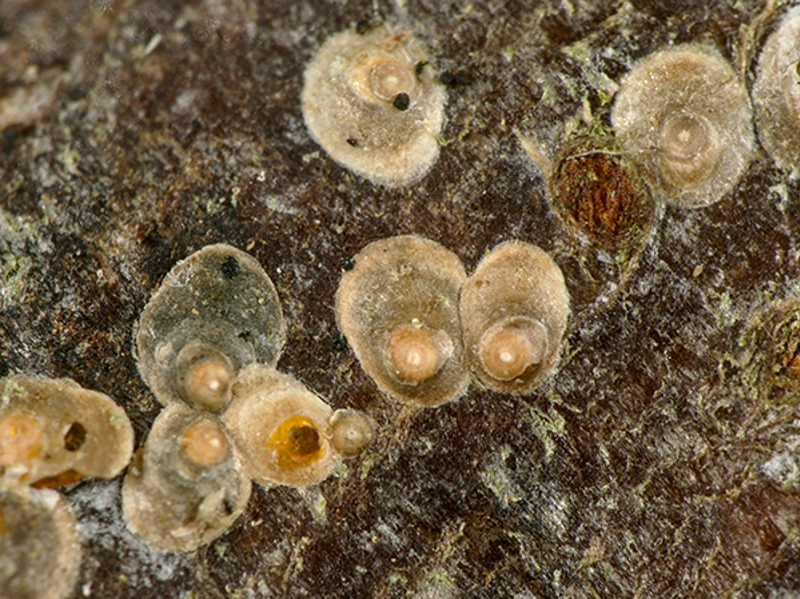 Oyster-Shell Scale (Diaspidiotus ostreaeformis)  © Gilles San Martin – some rights reserved (CC BY-SA)