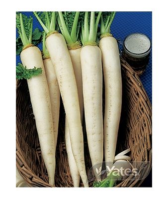 Radish White Icicle Product