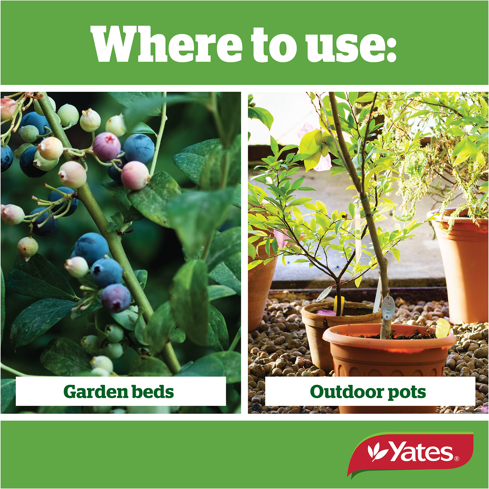 Yates Camelia Granulars V1 05