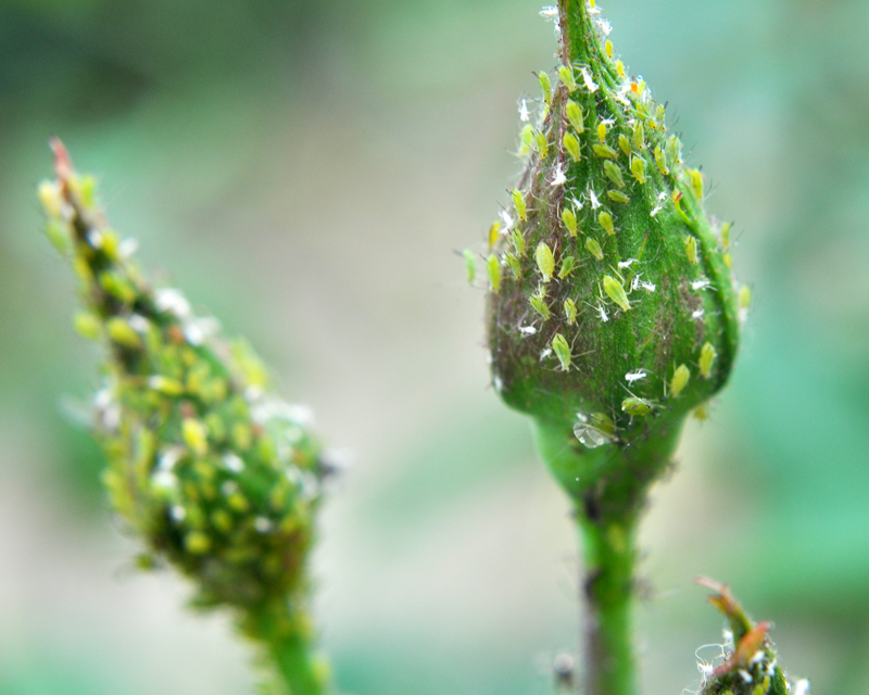 Aphid Rose Buds Thumb