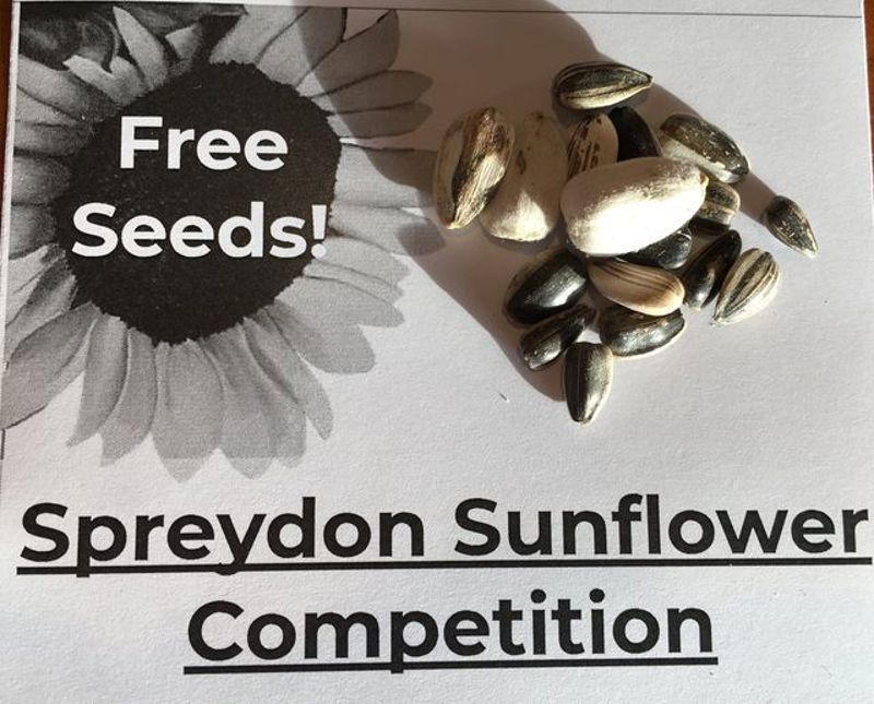 Spreydon Sunflower Competition 