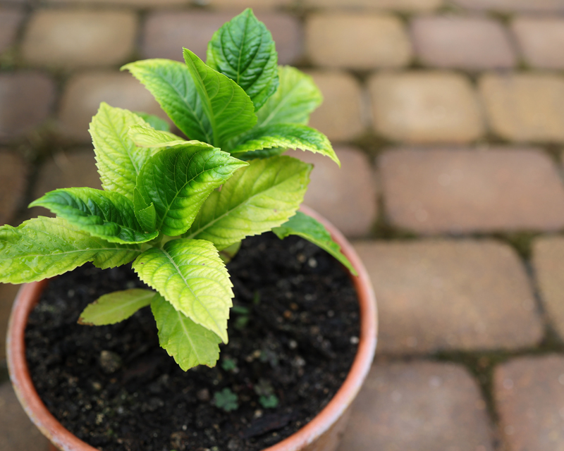 All About Micronutrients