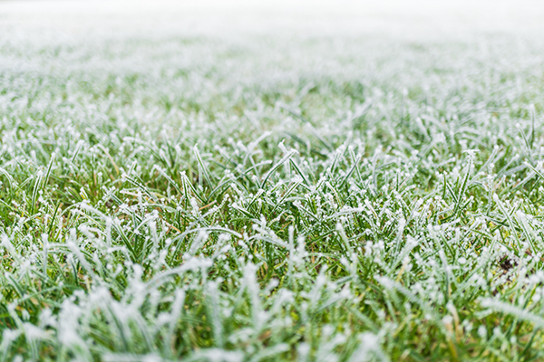 Winter Lawn