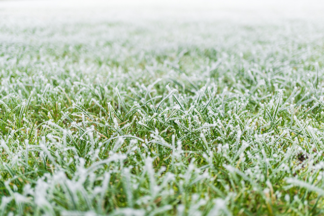 Winter Lawn