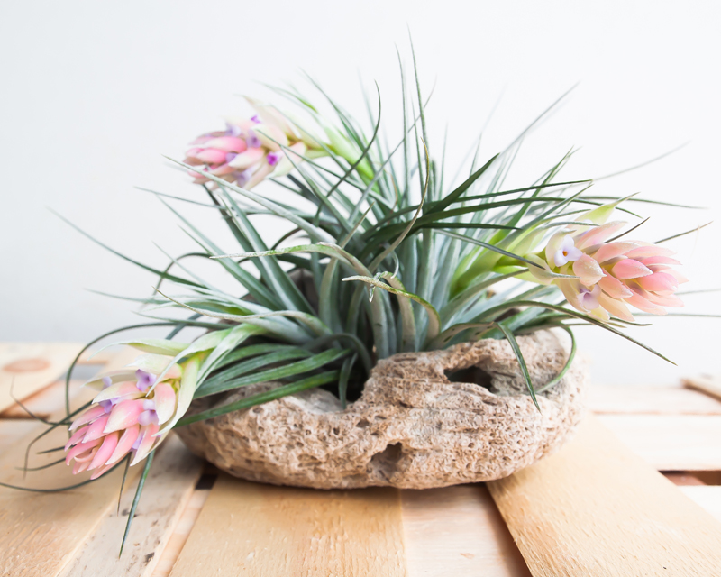 Air Plants