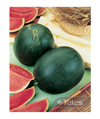 Watermelon Sugar Baby Product