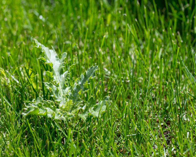 Lawn Pest Weed Thumb 2
