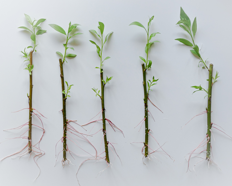 Growing New Plants From Hardwood Cuttings