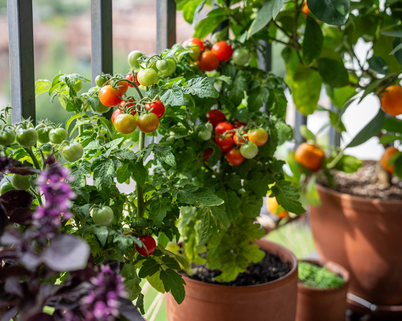 Vegie Gardening in a Small Space