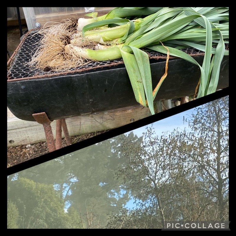 Pollen plumes
