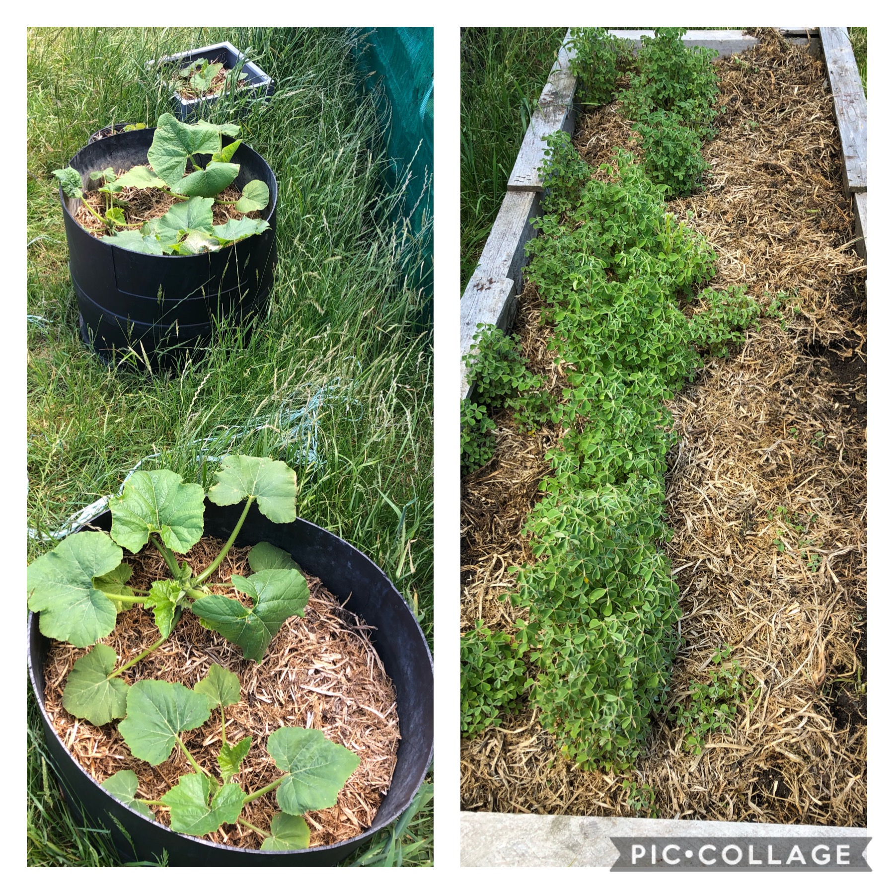 Can’t grow peas fast enough!