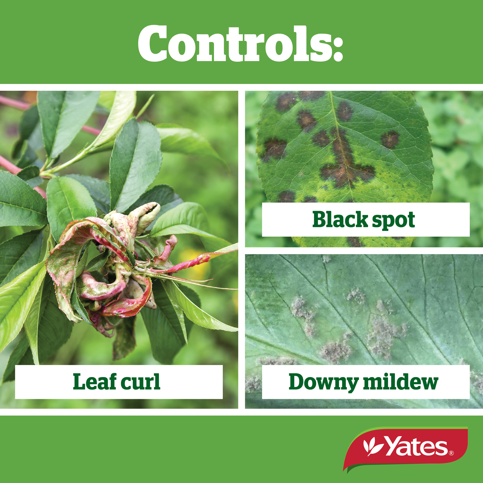 Yates Web Info LIQUID COPPER V2 04