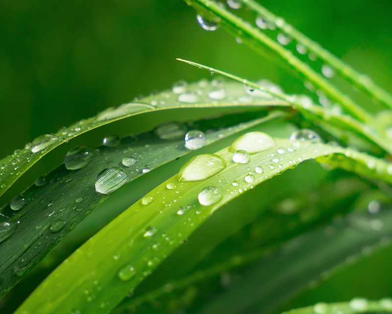 Why and How to Fertilise your Lawn