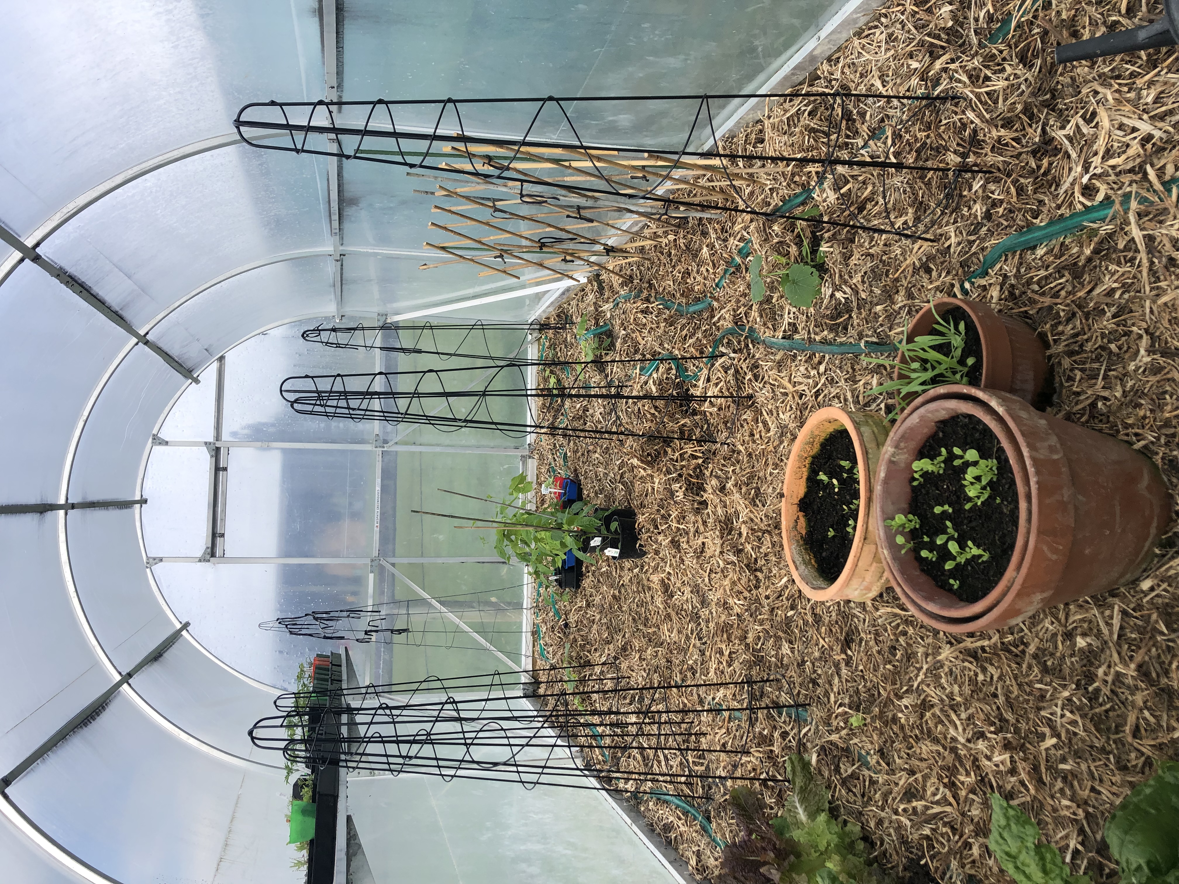 I’m ready for you cucumbers!