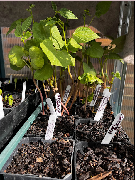 Beans ...getting ahead