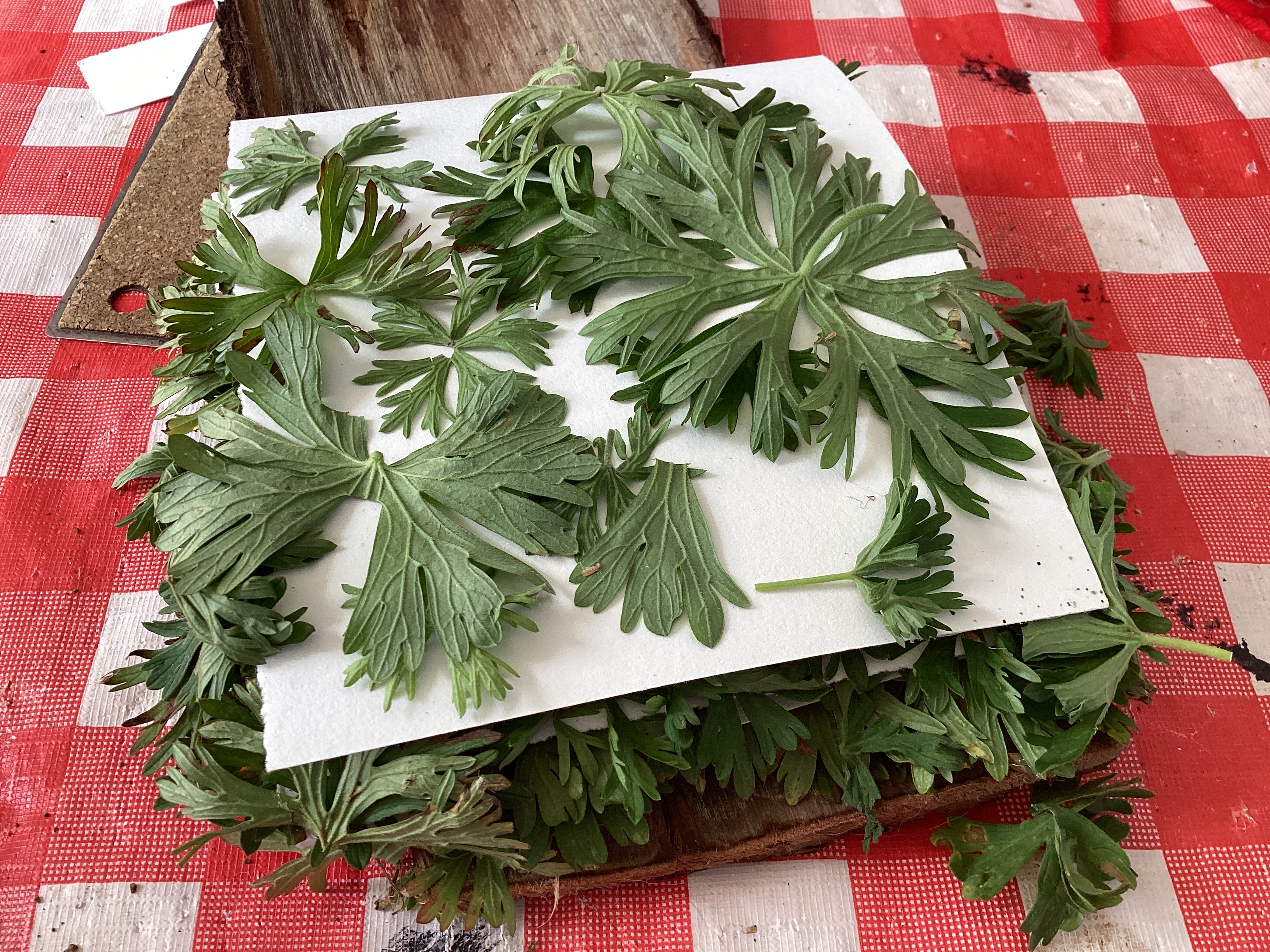 Wednesday's Wonderful Weeds😉🫢