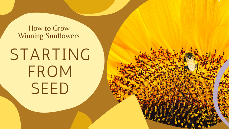 Spreydon Sunflower Competition 