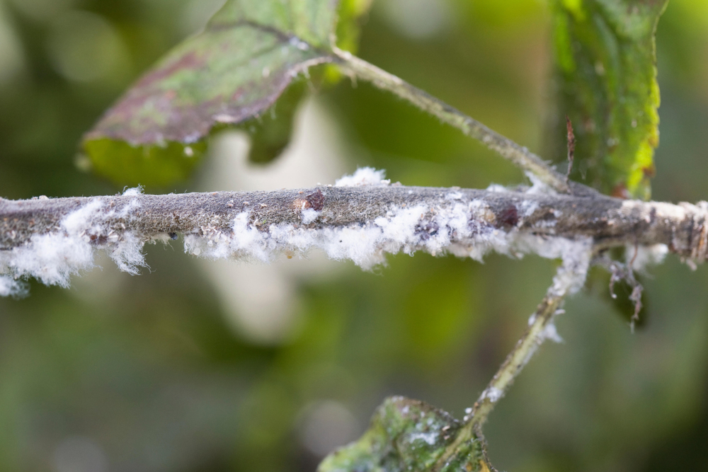 common-problems-woolly-aphid