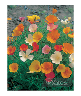 Californian Poppy Sunshine Mix Product