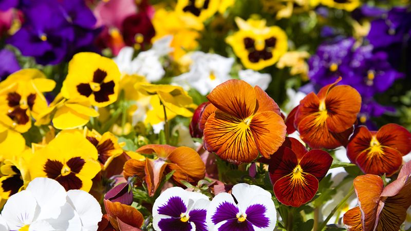 Top 5 Spring Annuals Hero Banner