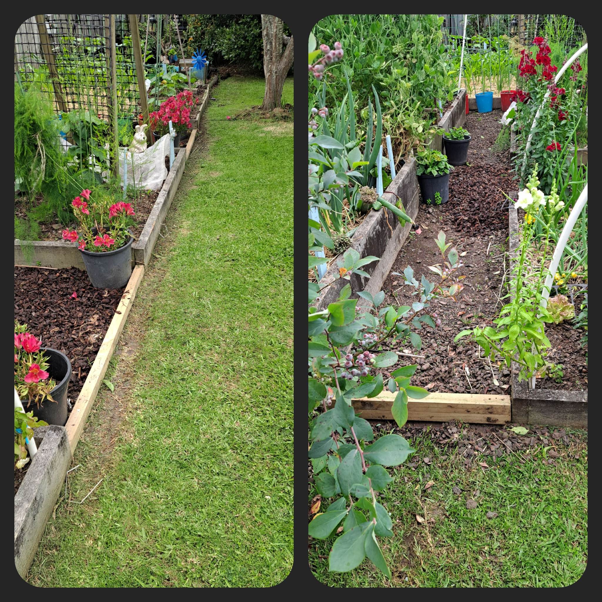 New Edging and Interesting Smells