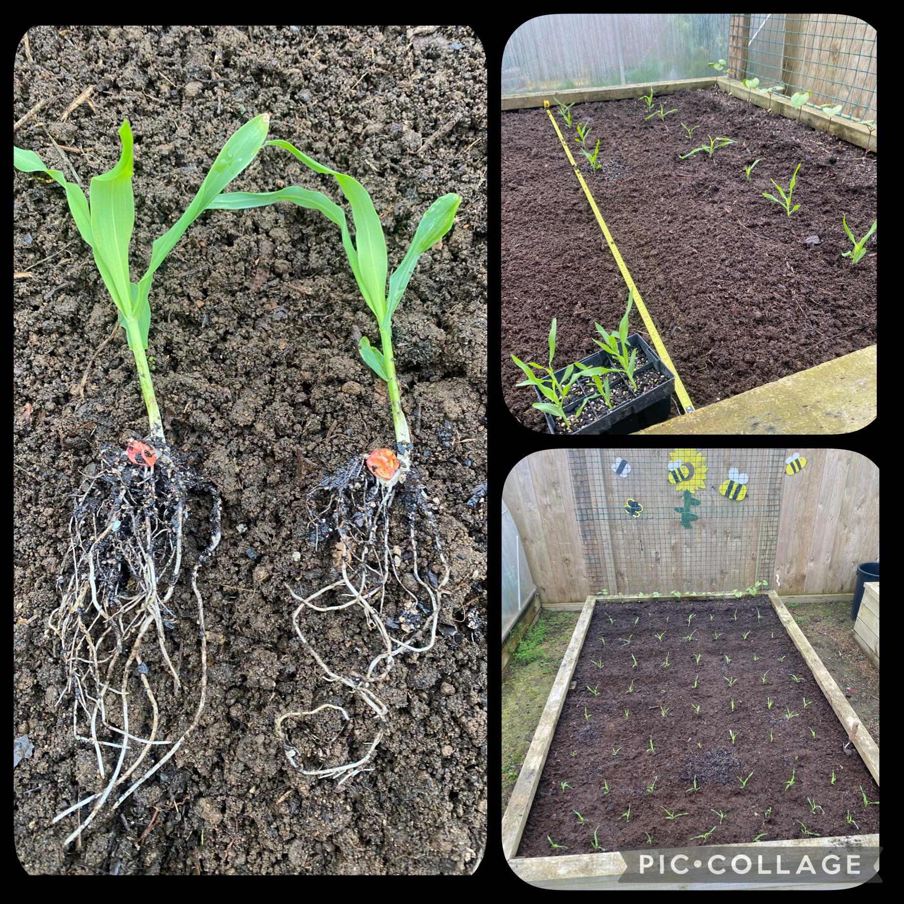 Mycorrcin experiment 1 results 