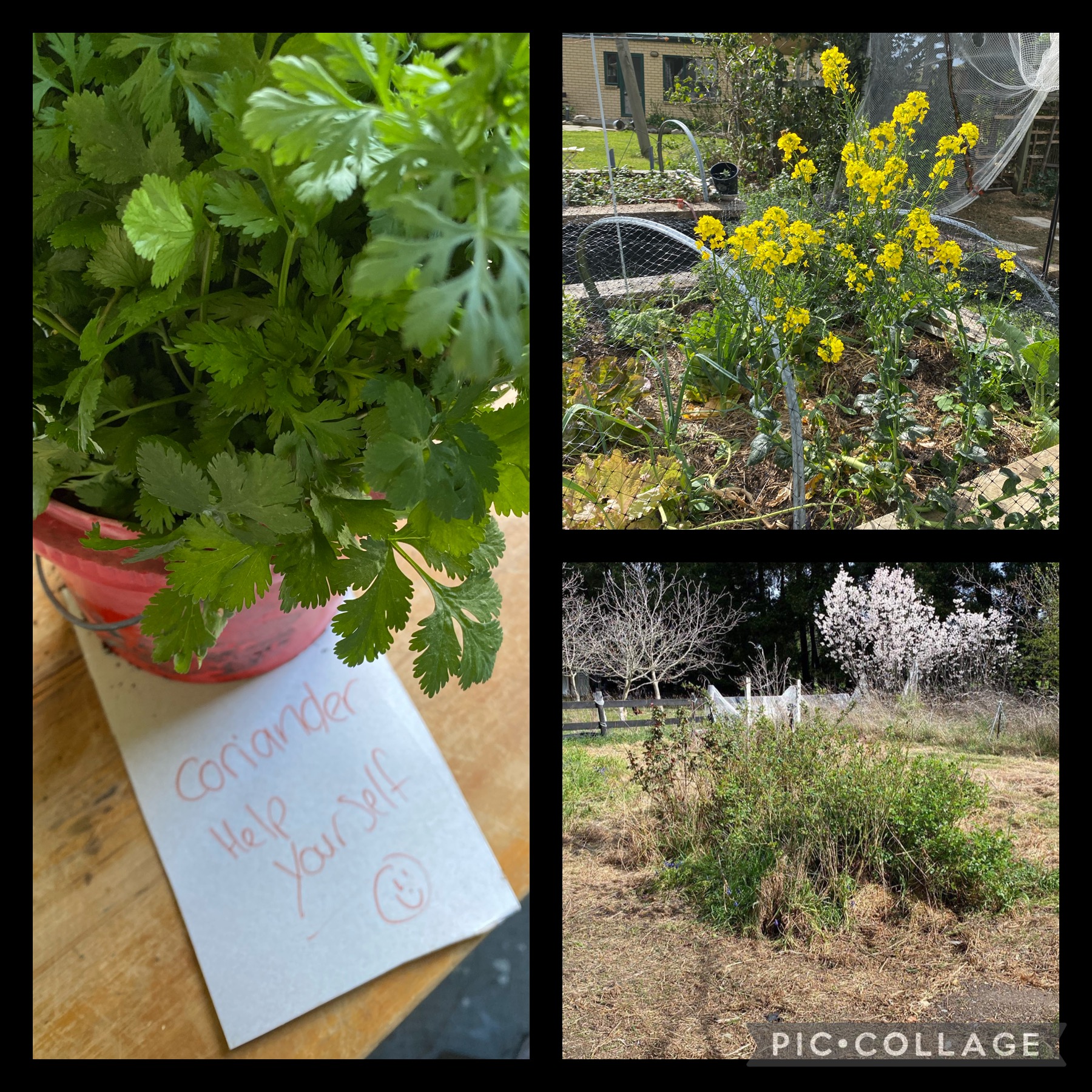 Always thinking of the bees 