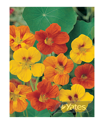 Nasturtium Jewel Mixed Product