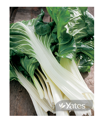 Silverbeet Compact Deep Green Product