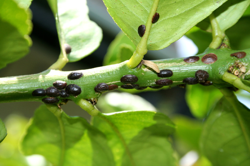 common-problems-brown-scale