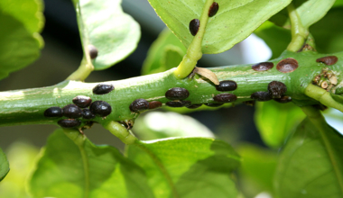 Raspberry Common Defects Names How to control common problems on raspberry in NZ | Yates