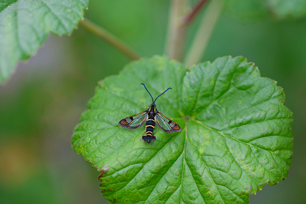 Currant Clearwing Moth