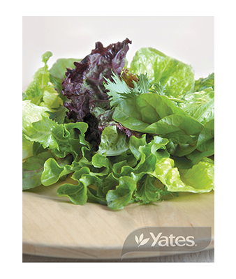 Mesclun French Salad Mixed Product