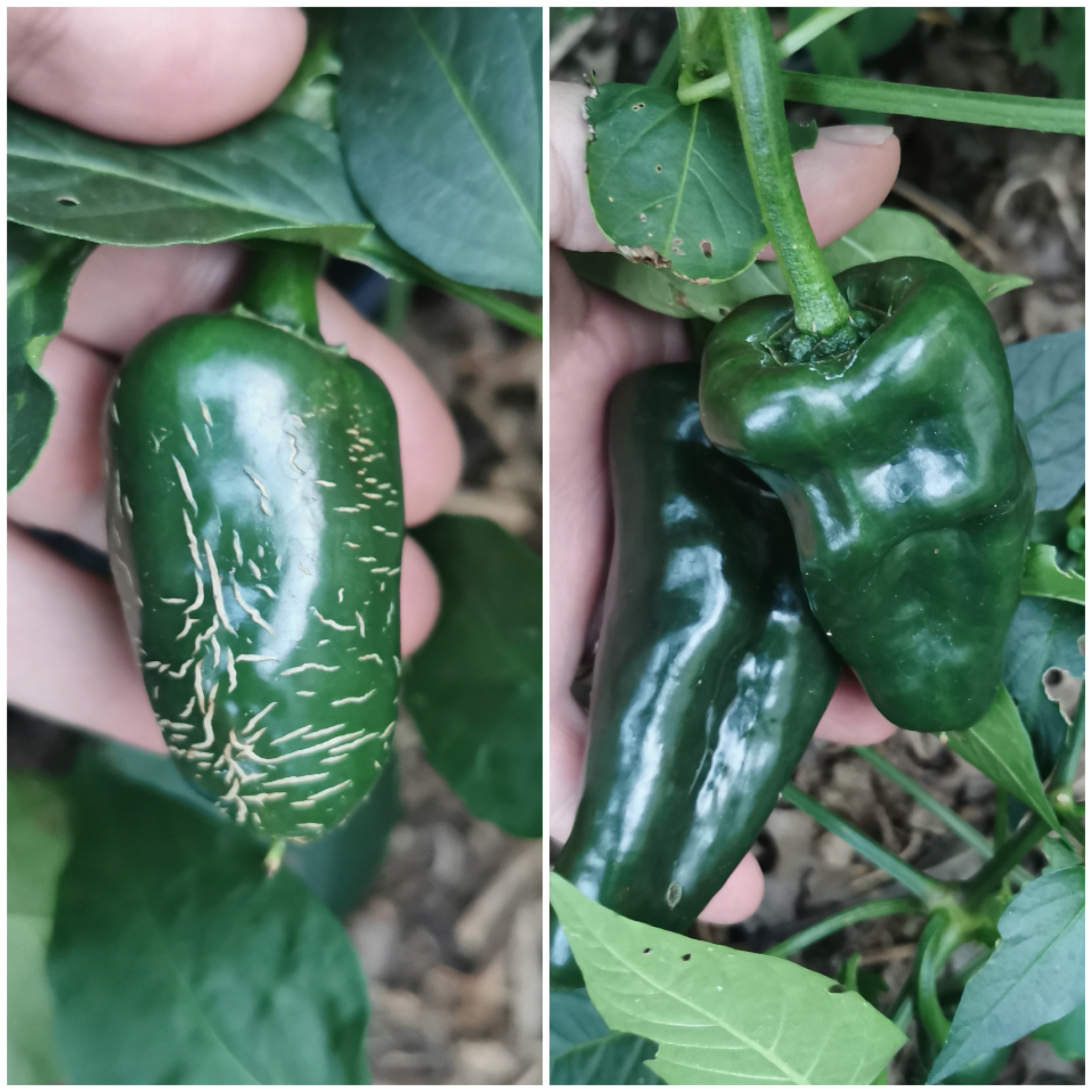 Ancho and Chipotle... Are they chilli types? 