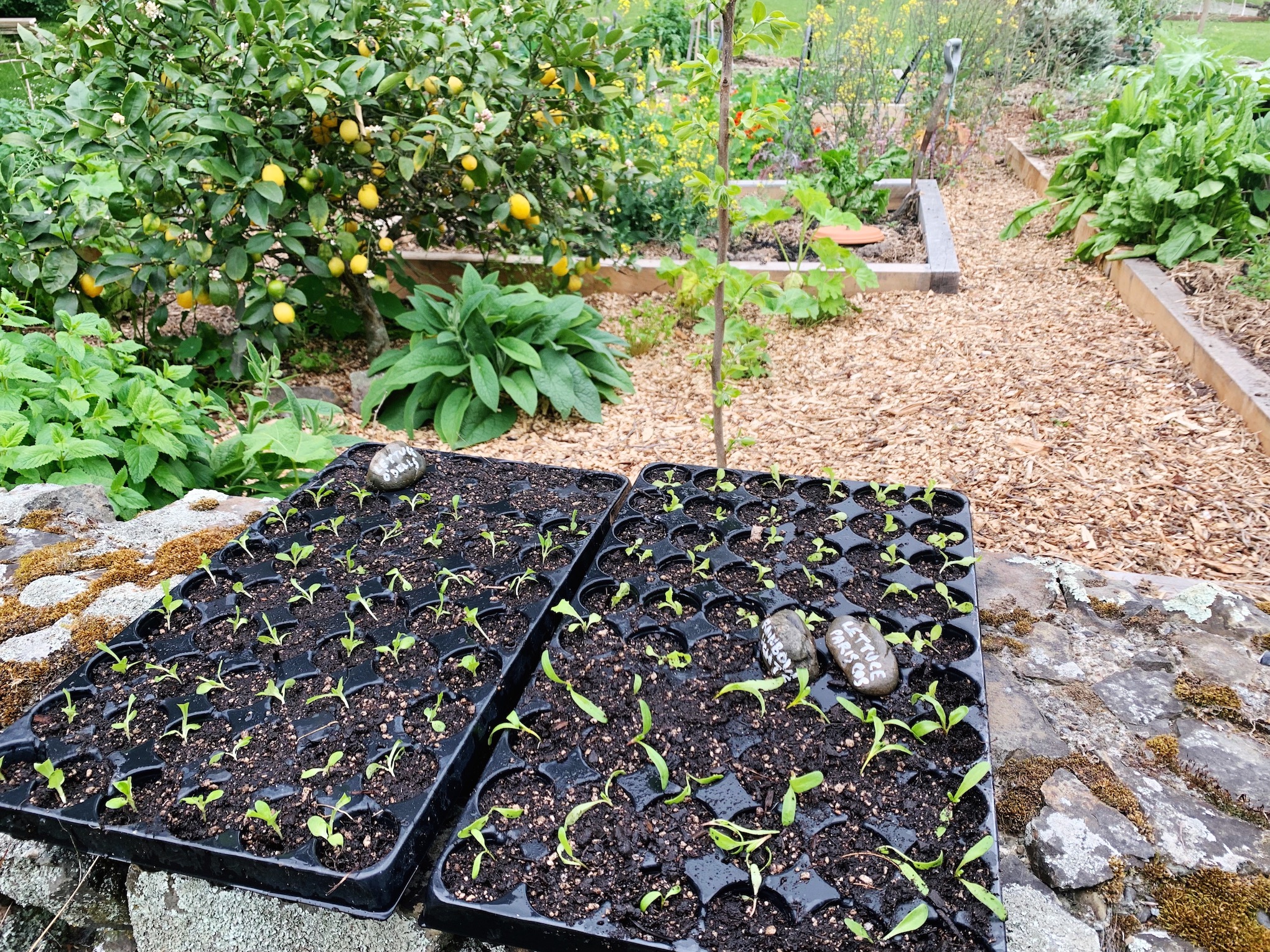 FROM THE TINIEST SEEDS